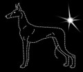 V Ibizan. Hound. 145x135.jpg