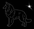 I Belg. Shep. Gro., Ter. 155x135.jpg