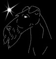 III Fox terrier wire head. 170x165 .jpg