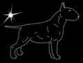 III Bull. Terrier.  sylwetka. 190x145.jpg