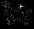 VII English. Setter. 175x135.jpg