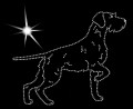 VII German. Wirehaired. Pointer.  170x135.jpg