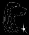 VII Irish. Setter. Leb. 190x145.jpg