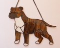 AMERICAN STAFFORDSHIRE TERRIER  CZEKOLADOWY.JPG