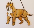AMERICAN STAFFORDSHIRE TERRIER PŁOWY USZY CIĘTE.JPG