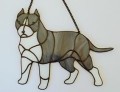 AMERICAN STAFFORDSHIRE TERRIER SZARY CIĘTE USZY.JPG