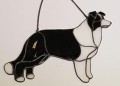 BORDER COLLIE CZARNO-BIAŁY.JPG