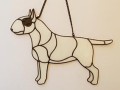 BULLTERRIER Z CZARNYM MONOKLEM.JPG