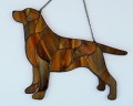 LABRADOR RETRIVER CZEKOLADA.JPG