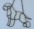 LAGOTTO ROMAGNOLO BIAŁY.JPG