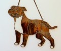 STAFFORDSHIRE BULL TERRIER CZEKOLADOWY.JPG