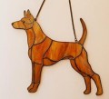 THAI RIDGEBACK PŁOWY.JPG