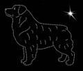 I Aust. Shep. Copy. 180x145.jpg