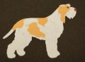 spinone (1).JPG