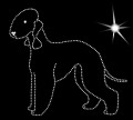 III Bedlington terrier  — kopia.jpg