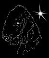 III Bedlington terrier head  — kopia.jpg