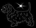 III Glen of Imal terrier. 155x135 .jpg
