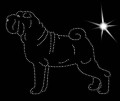 II.Shar. Pei. 165x130.jpg