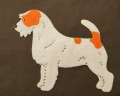 JACK RUSSEL  1.JPG