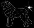 II Leonberg. 190x155.jpg