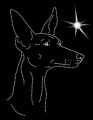 V Podenco. Canario. Leb. 200x140.jpg