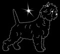 III Cairn terrier .jpg