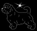 III Norfolk terrier .jpg