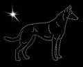 I Belg. Shep. Mal. 180x145.jpg