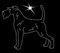III Irish terrier. 155x130 .jpg
