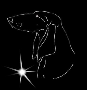 Gończy włoski krótkowłosy - APLIKACJA DIAMENTOWA