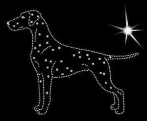 DALMATIAN DIAMOND APLIICATION