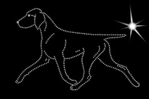 GERMAN POINTER SHORT-HAIRED DIAMOND APLIICATION