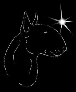 BULL TERRIER DIAMOND APLICATION