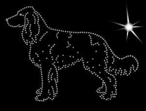 Polski spaniel myśliwski DIAMOND APLICATION