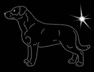 ENTLEBUCH CATTLE DOG DIAMOND APLICATION