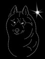 V Siber. Husky. Leb. 190x125.jpg