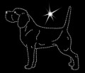 VI Beagle. 170x145.jpg