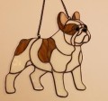 BULDOG FRANCUSKI BIAŁY W PŁOWE ŁATY.JPG