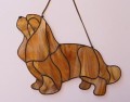 CAVALIER KING CHARLES PŁOWY.JPG