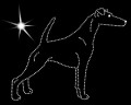 III Fox terrier smooth 2 .jpg
