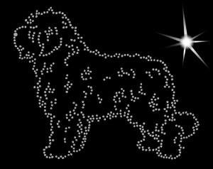 SPANISH WATER DOG DIAMOND APLICATION